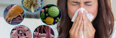 Пылесос для аллергика - гипоаллергенные пылесосы Krausen